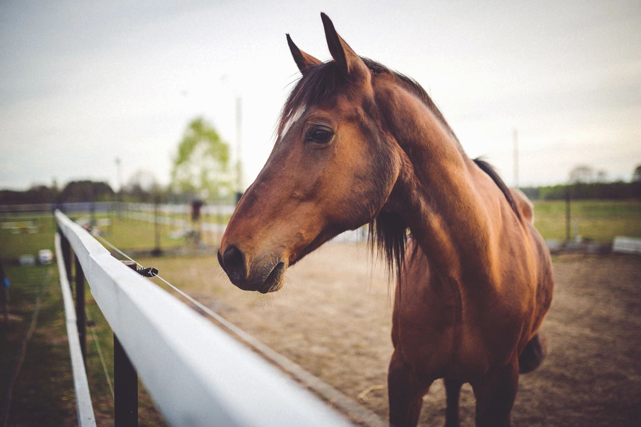 Horse looking over fence